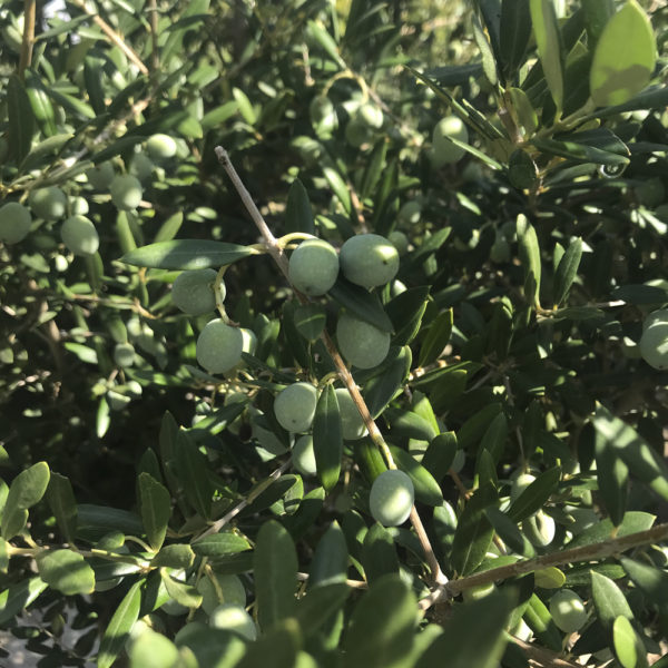 OLEA EUROPAEA, OLIVO - Imagen 2