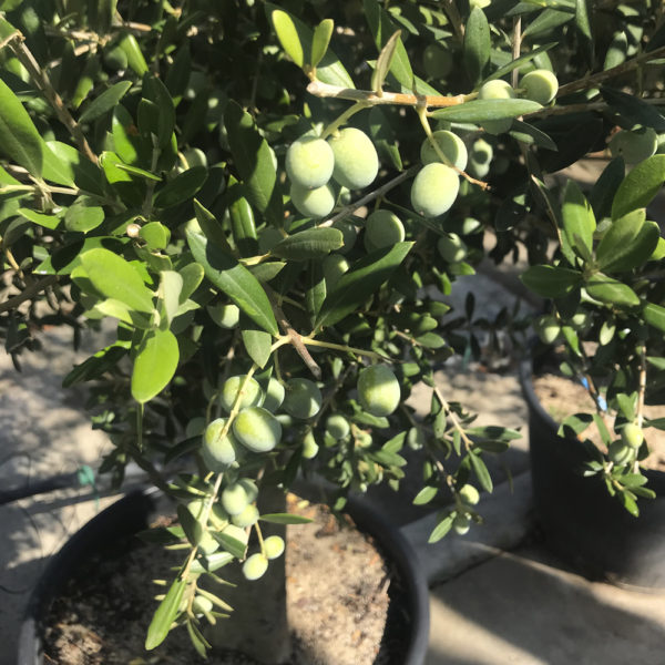 OLEA EUROPAEA, OLIVO - Imagen 3
