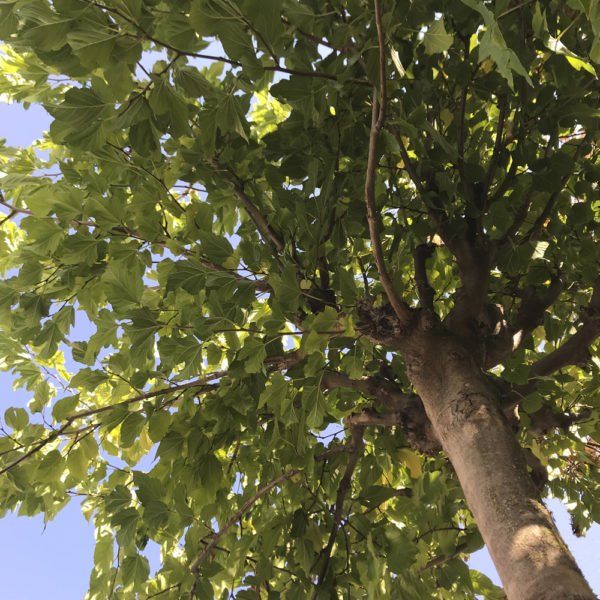 MORUS PLATANIFOLIA FRUITLESS - Imagen 3