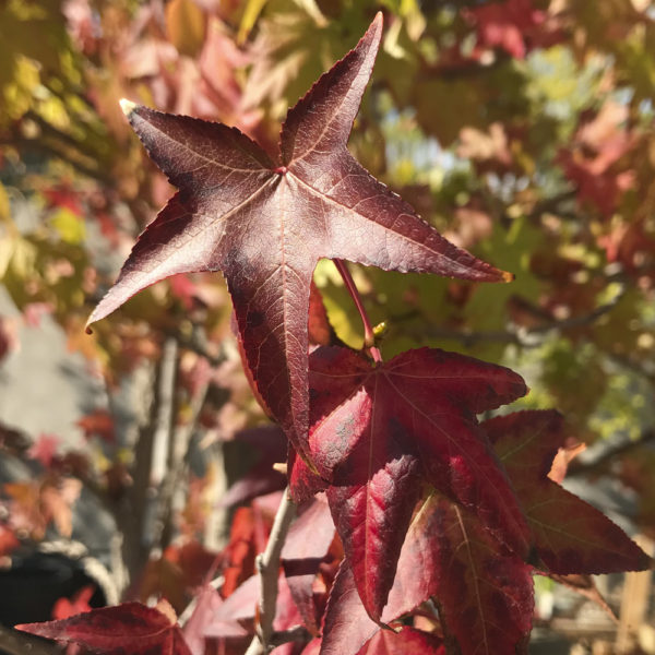 LIQUIDAMBAR STYRACIFLUA - Imagen 2