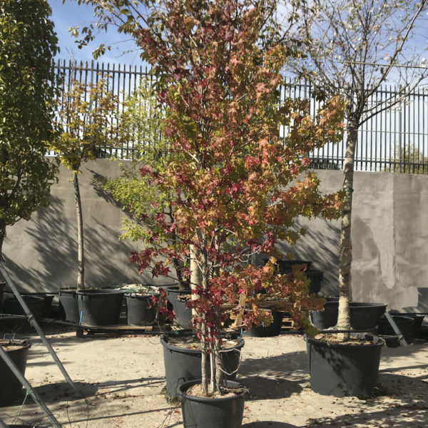 LIQUIDAMBAR STYRACIFLUA