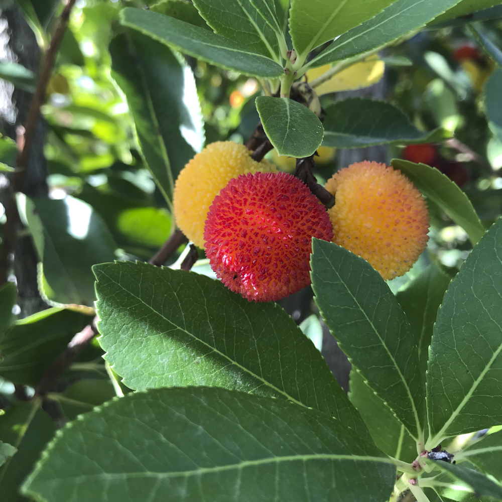 ARBUTUS UNEDO, MADROÑO - Viveros Peña, Centro jardinería