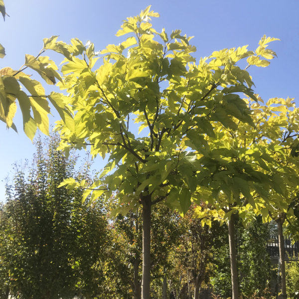 MORUS PLATANIFOLIA FRUITLESS