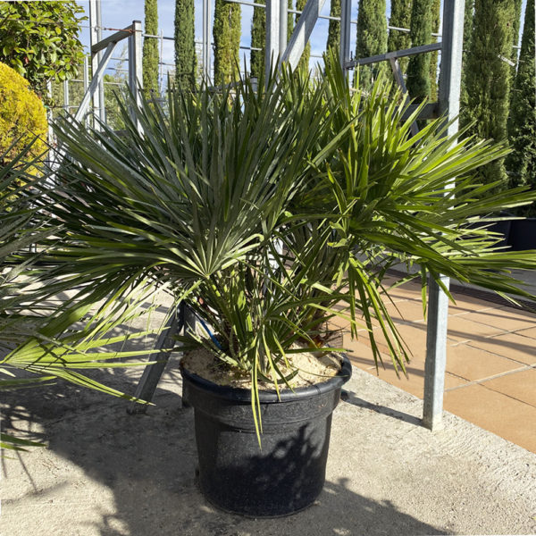 CHAMAEROPS HUMILIS, PALMITO - Imagen 4