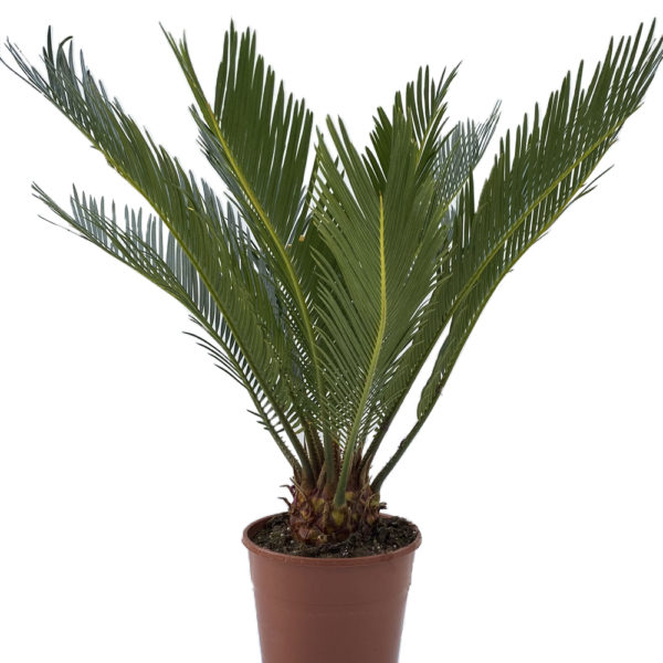 CYCA REVOLUTA, CICA