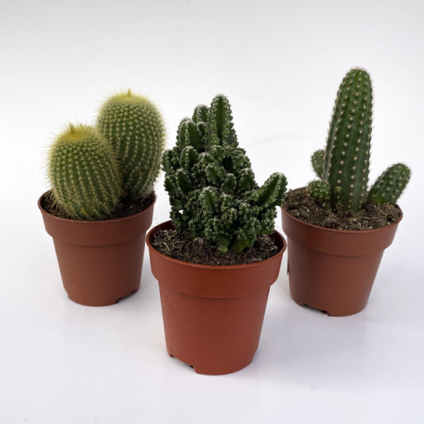 VARIEDAD DE CACTUS
