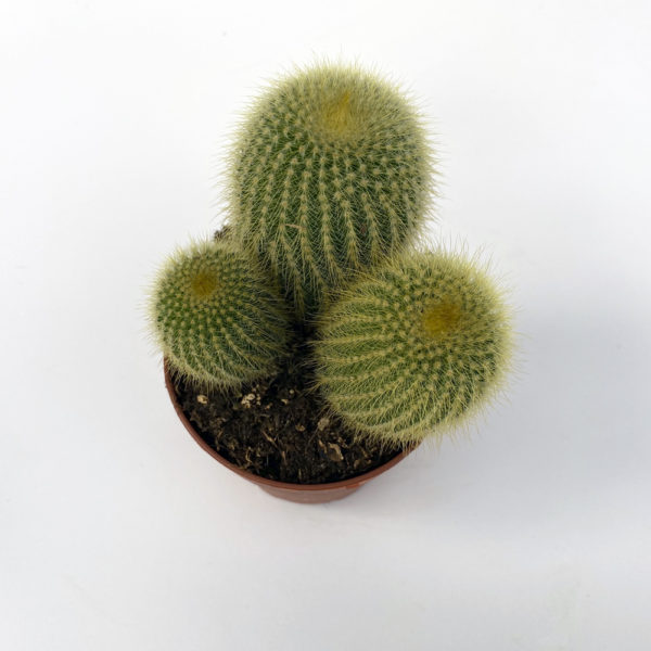 VARIEDAD DE CACTUS - Imagen 2