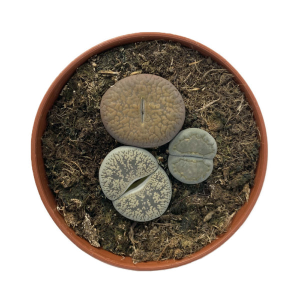 LITHOPS piedras vivas