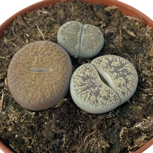 LITHOPS piedras vivas - Imagen 2