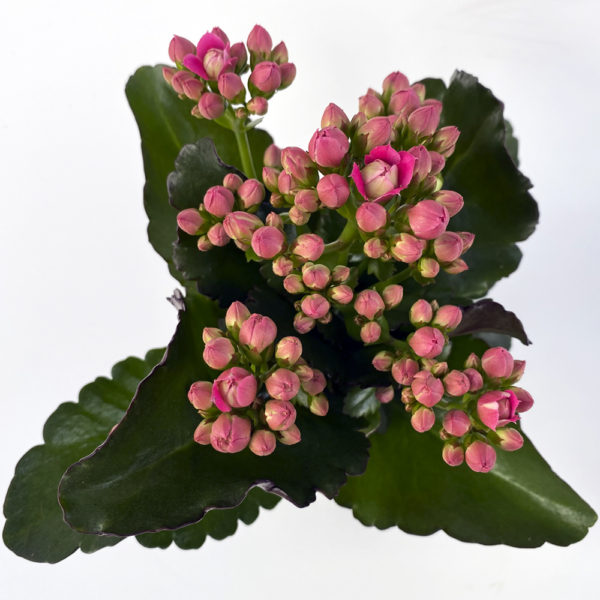 KALANCHOE BLOSSFELDIANA - Imagen 2