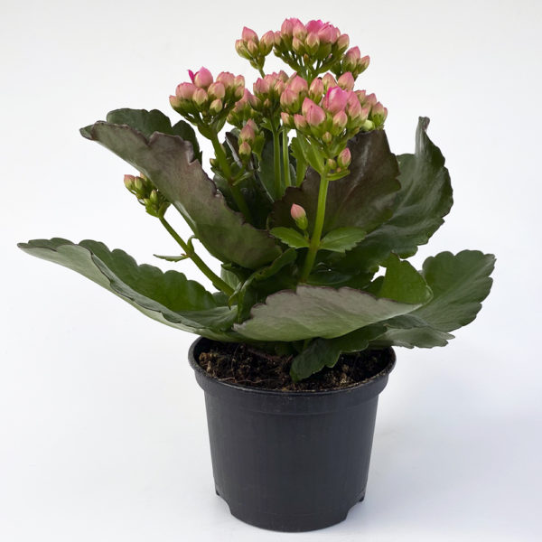 KALANCHOE BLOSSFELDIANA