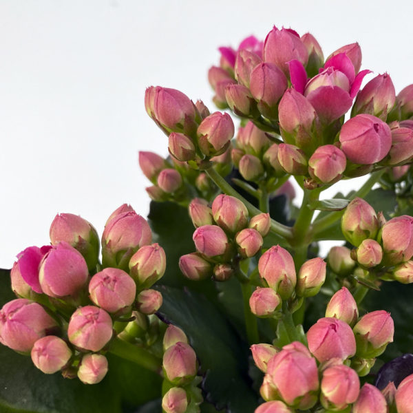 KALANCHOE BLOSSFELDIANA - Imagen 3