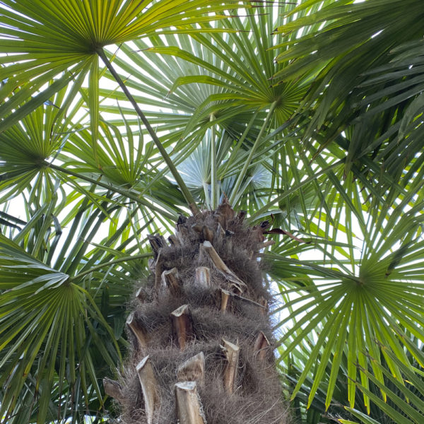TRACHYCARPUS FORTUNEI- CHAMAEROPS EXCELSA