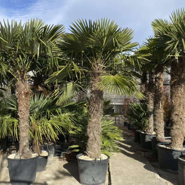 TRACHYCARPUS FORTUNEI- CHAMAEROPS EXCELSA - Imagen 2