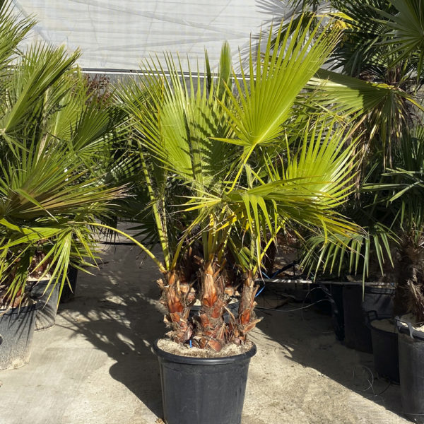 WASHINGTONIA ROBUSTA