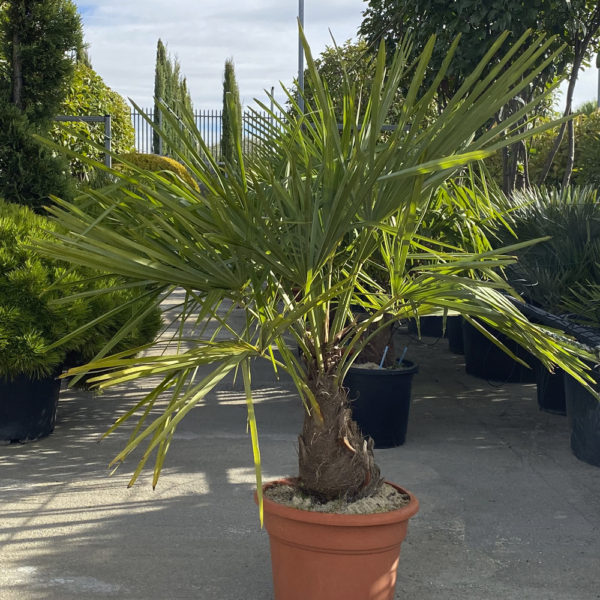 TRACHYCARPUS FORTUNEI- CHAMAEROPS EXCELSA - Imagen 4