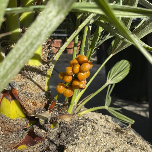CHAMAEROPS HUMILIS, PALMITO - Imagen 3