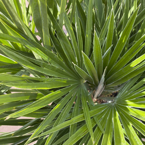 CHAMAEROPS HUMILIS, PALMITO - Imagen 2