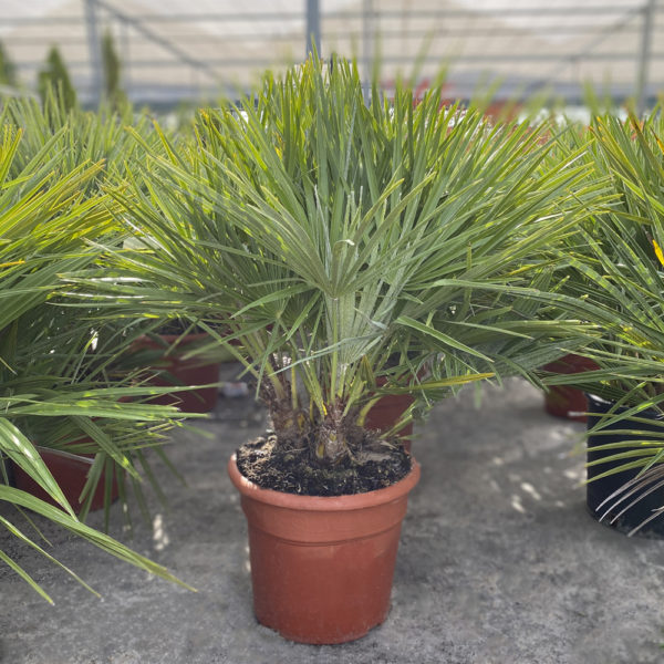 CHAMAEROPS HUMILIS, PALMITO