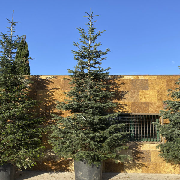ABIES NORDMANNIANA (Abeto)