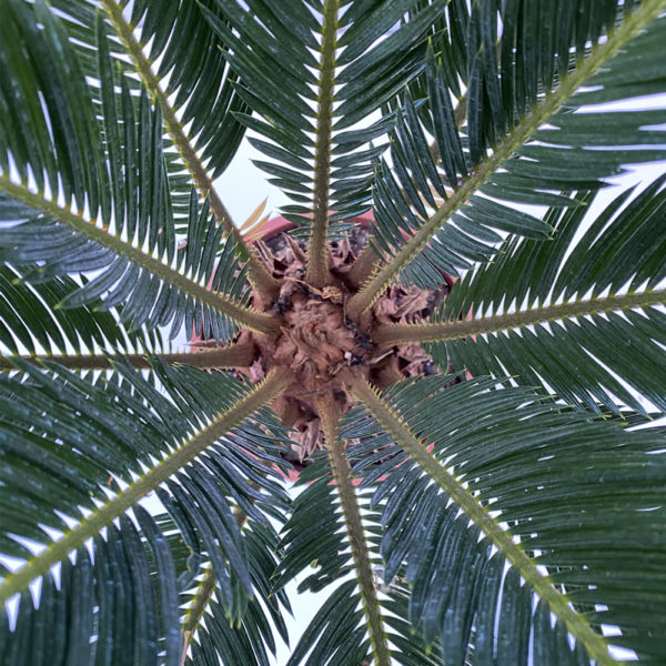 CYCA REVOLUTA, CICA - Imagen 2
