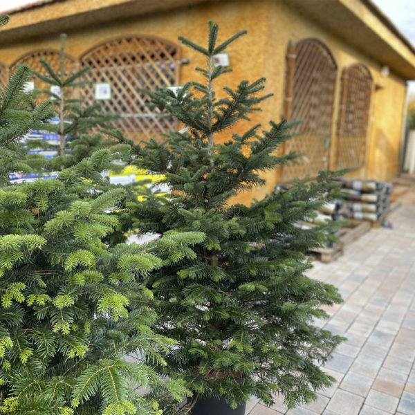 ABIES NORDMANNIANA (Abeto) - Imagen 4