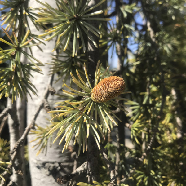 CEDRUS ATLANTICA GLAUCA PENDULA- Cedro péndula - Imagen 2