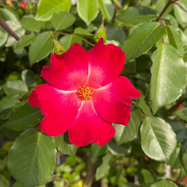 ROSAL "COCKTAIL" - Imagen 4