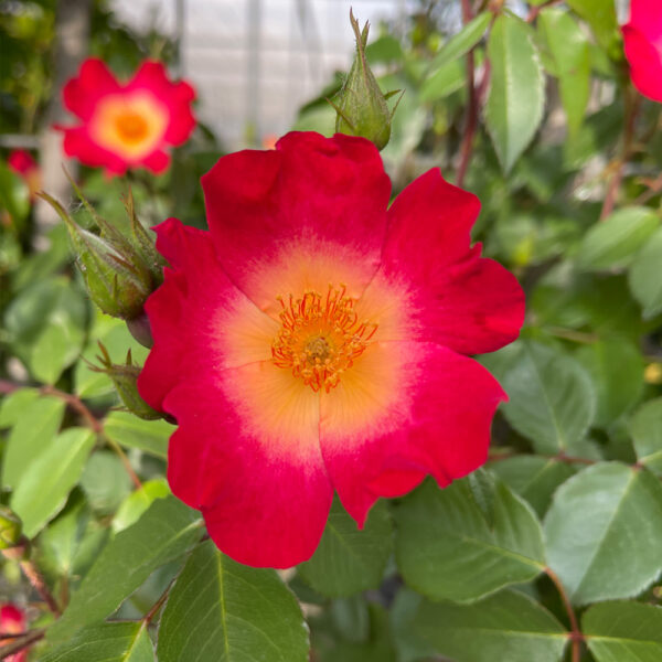 ROSAL "COCKTAIL"