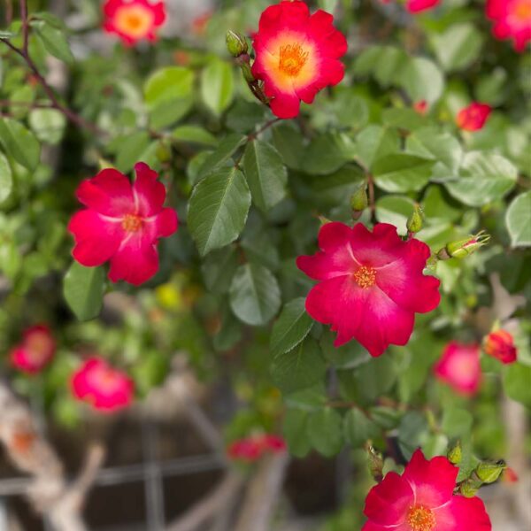 ROSAL "COCKTAIL" - Imagen 7