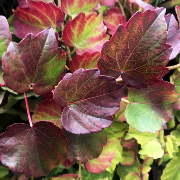 PARTHENOCISSUS TRICUSPIDATA ROBUSTA