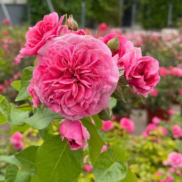 ROSAL "QUATRE SAISONS"