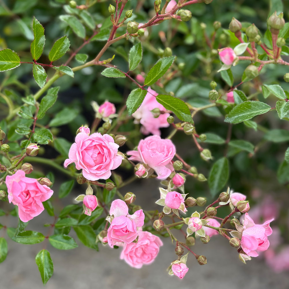 ROSAL "FAIRY" - Imagen 5