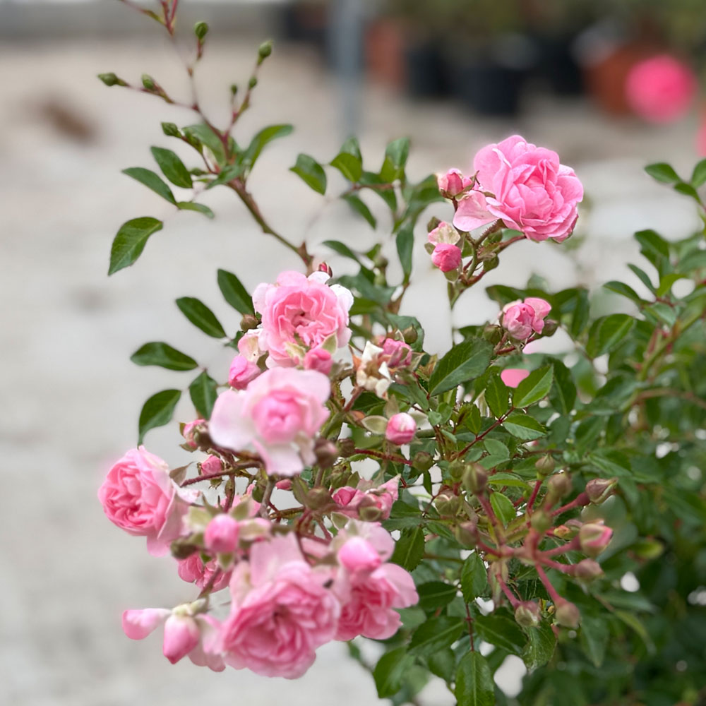 ROSAL "FAIRY"
