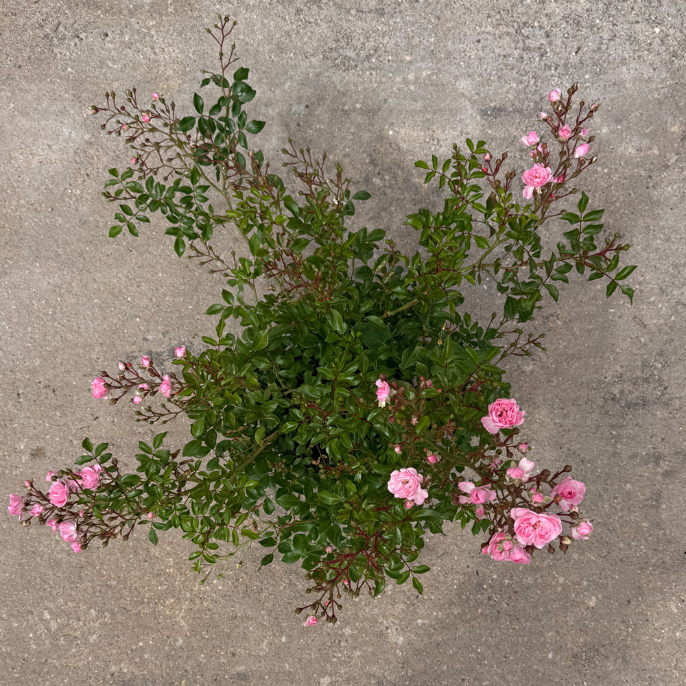 ROSAL "FAIRY" - Imagen 4