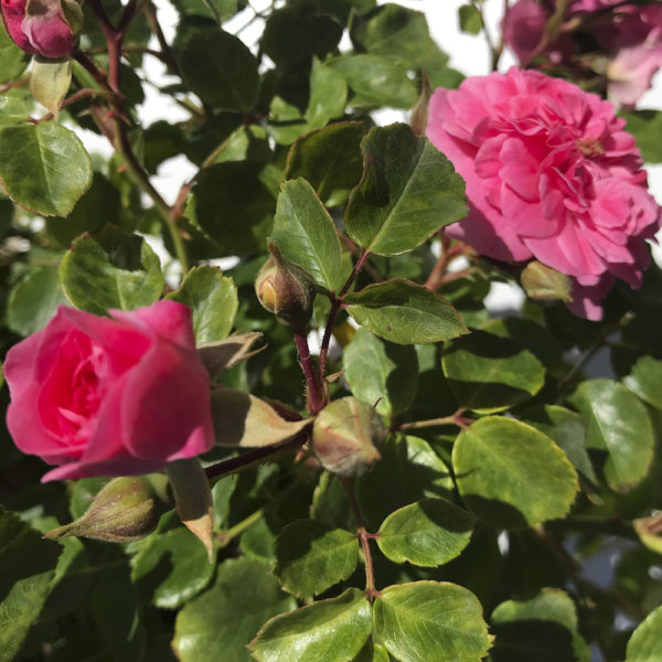 ROSAL "QUATRE SAISONS" - Imagen 3