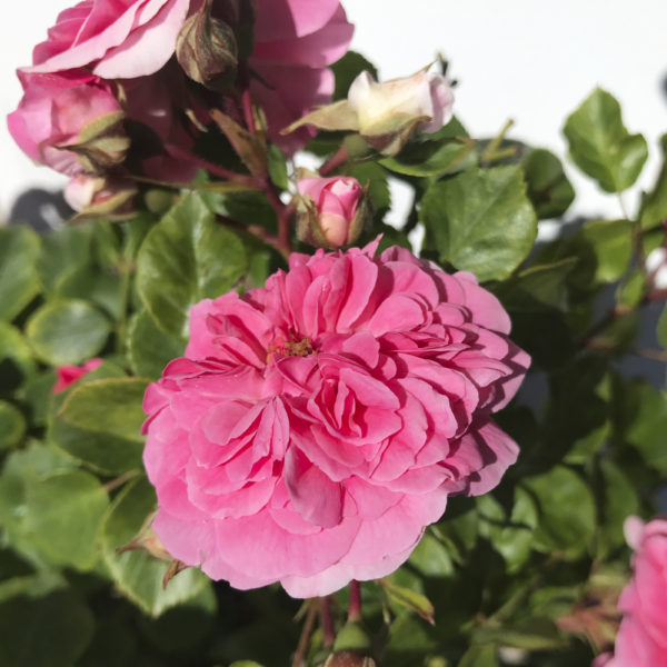 ROSAL "QUATRE SAISONS" - Imagen 4