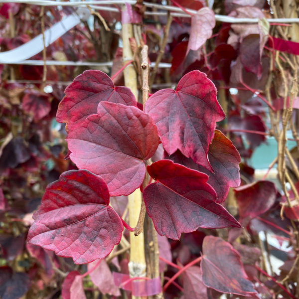 PARTHENOCISSUS TRICUSPIDATA ROBUSTA - Imagen 2