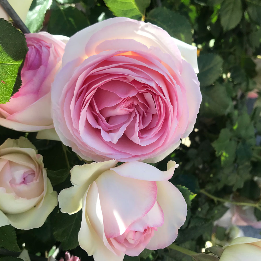 ROSAL "PIERRE DE RONSARD" - Imagen 2
