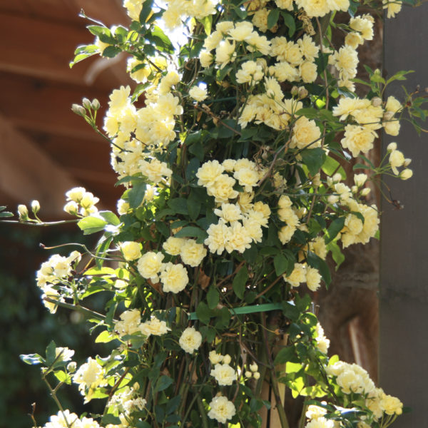 ROSAL "BANKSIAE" - Imagen 2