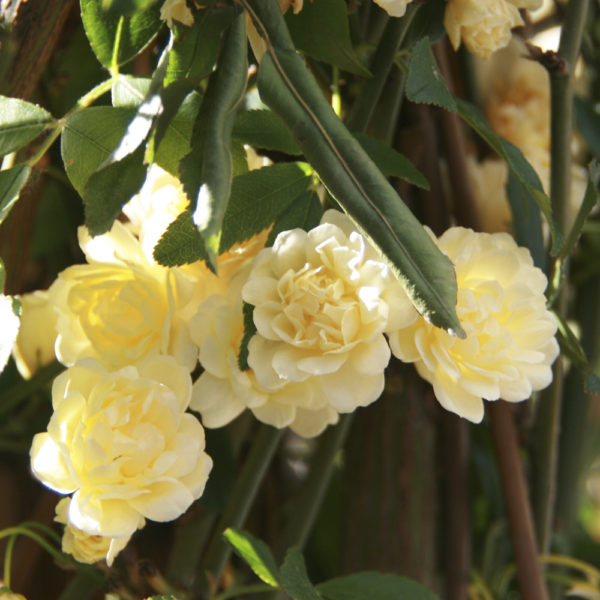 ROSAL "BANKSIAE" - Imagen 3