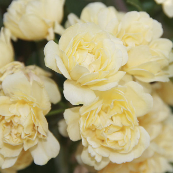 ROSAL "BANKSIAE" - Imagen 6
