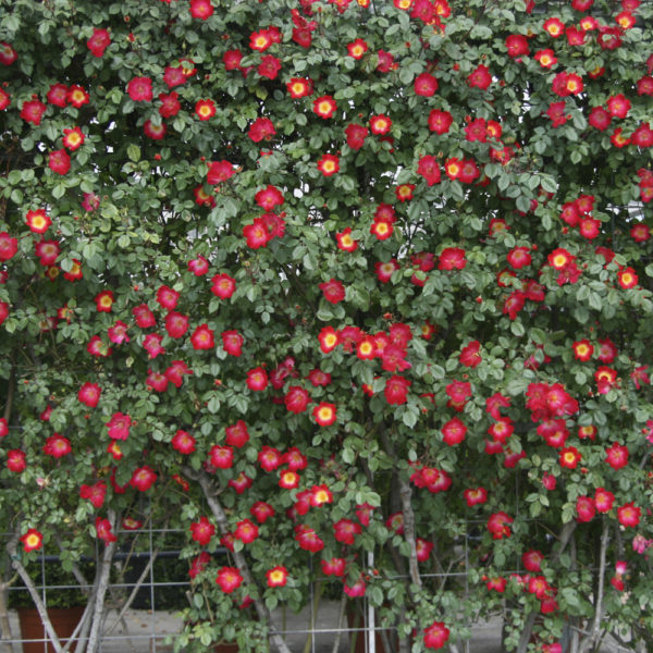 ROSAL "COCKTAIL" - Imagen 3