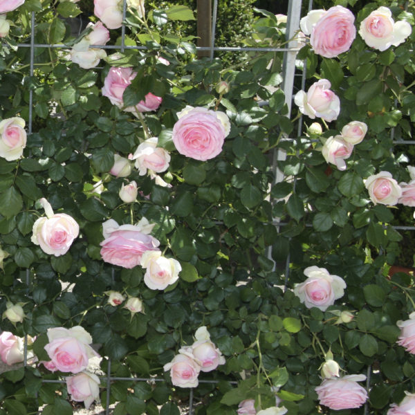 ROSAL "PIERRE DE RONSARD" - Imagen 5