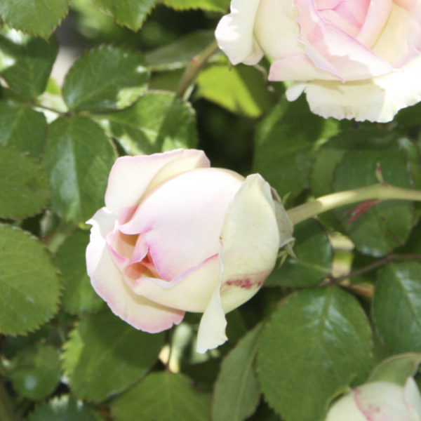 ROSAL "PIERRE DE RONSARD" - Imagen 4