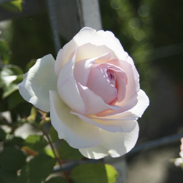 ROSAL "PIERRE DE RONSARD"
