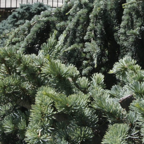 CEDRUS ATLANTICA GLAUCA PENDULA- Cedro péndula - Imagen 5