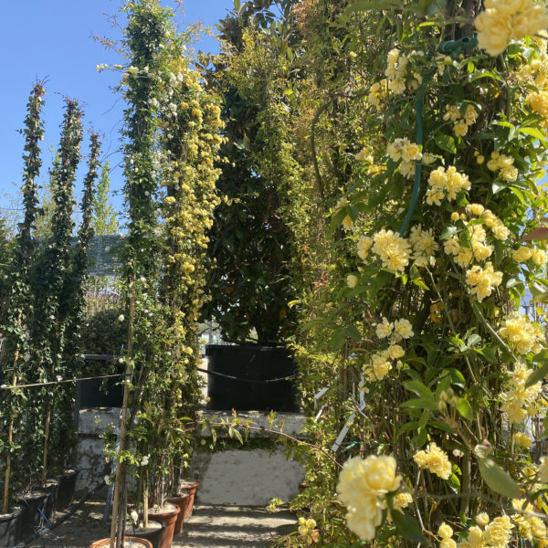 ROSAL "BANKSIAE" - Imagen 5