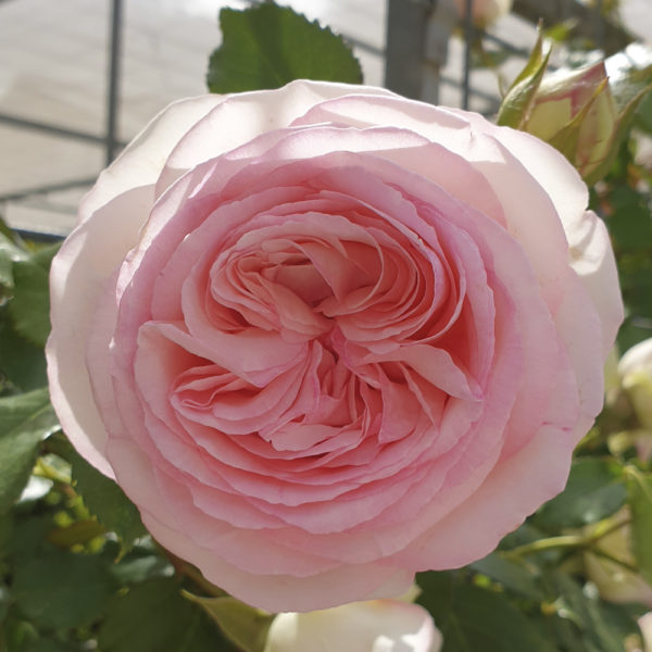 ROSAL "PIERRE DE RONSARD" - Imagen 2