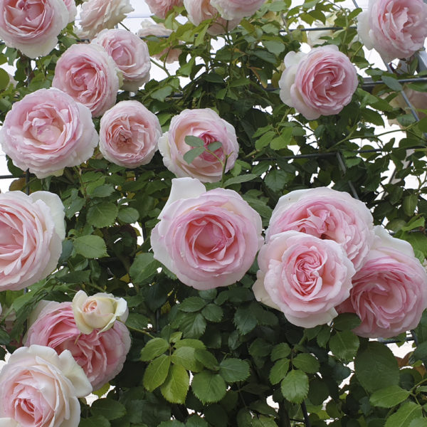 ROSAL "PIERRE DE RONSARD" - Imagen 3